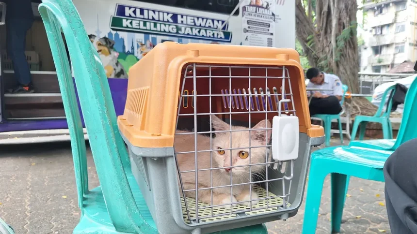 Hak Kesehatan untuk Kuro dan Rere: Lebih dari Sekadar Belai Hak Kesehatan untuk Kuro dan Rere: Lebih dari Sekadar Belai
