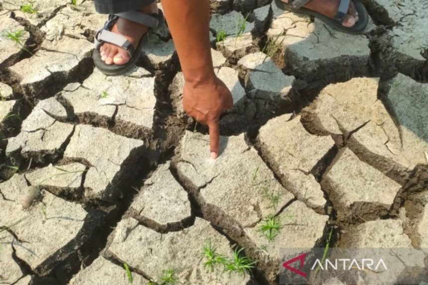 Kesehatan Tanah: Kunci Ketahanan Pangan Masa Depan Kesehatan Tanah: Kunci Ketahanan Pangan Masa Depan
