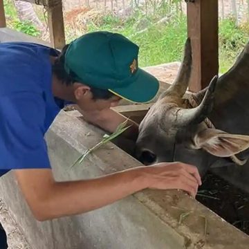 Mahasiswa KKN USK Lakukan Pemeriksaan Kesehatan Ternak dan Disinfeksi Kandang di Bireuen