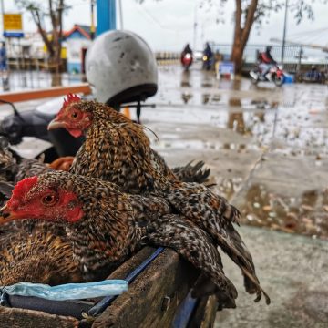 Pasokan Ternak Melimpah ke Kepri, Dorong Pembentukan Aturan Peternakan dan Kesehatan Hewan