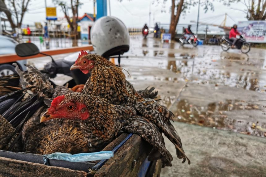 Pasokan Ternak Melimpah ke Kepri, Dorong Pembentukan Aturan Peternakan dan Kesehatan Hewan
