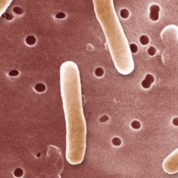Bio Farma Perkenalkan Vaksin Bio-TCV untuk Cegah Demam Tifoid