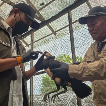BKSDA dan DSLNG Rutin Periksa Kesehatan Maleo di Penangkaran BKSDA dan DSLNG Rutin Periksa Kesehatan Maleo di Penangkaran