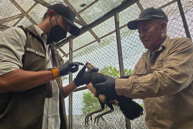 BKSDA dan DSLNG Rutin Periksa Kesehatan Maleo di Penangkaran BKSDA dan DSLNG Rutin Periksa Kesehatan Maleo di Penangkaran