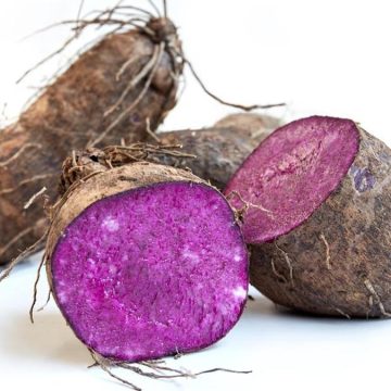 Ube Tak Cuma Hits di Kuliner, Ternyata Jadi Bahan Riset Skincare