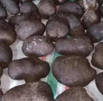 Bubur Ubi Tanimbar: Warisan Kuliner yang Tetap Abadi
