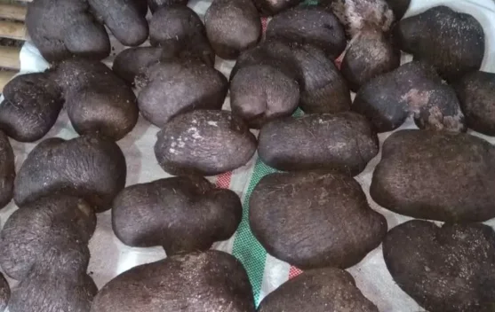 Bubur Ubi Tanimbar: Warisan Kuliner yang Tetap Abadi Bubur Ubi Tanimbar: Warisan Kuliner yang Tetap Abadi