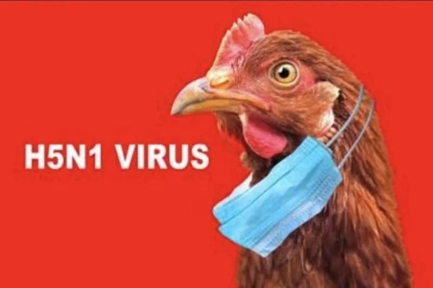 Uruguay Nyatakan Status Darurat Kesehatan Akibat Wabah Flu Burung Uruguay Nyatakan Status Darurat Kesehatan Akibat Wabah Flu Burung